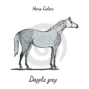 Horse color chart on white. Equine dapple grey coat color with text.