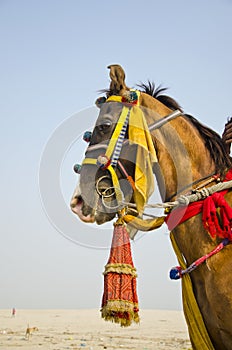 Horse with colorful bridle in India