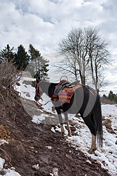 Un cavallo colorato sella sul nevoso montagna 