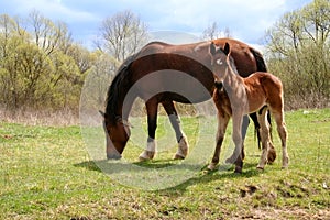 Horse and colt on green meadow