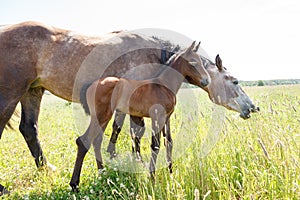 Horse with colt in pasture