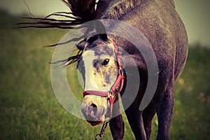 Horse coming towards the camera