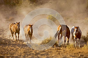 Horse Companions