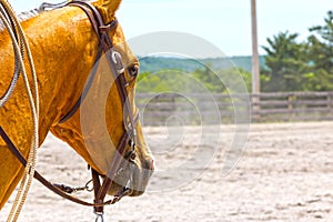 Horse Competing in Event