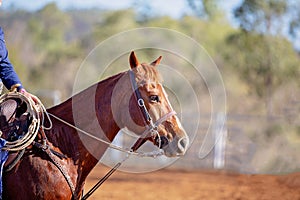 Horse Competing At A Rodeo