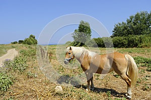 Horse in Corfu