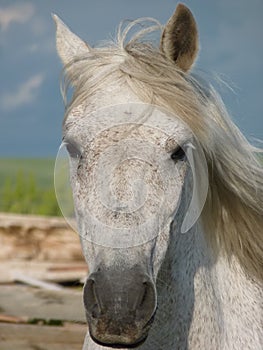 Horse in a Corral