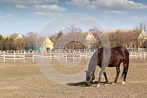 Horse in corral