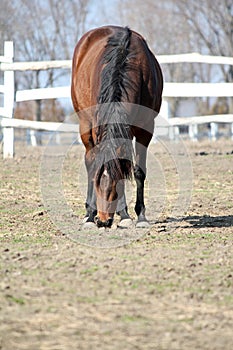 Horse in corral