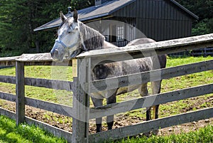 Horse in Corral