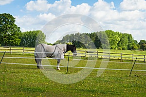 Horse in corral