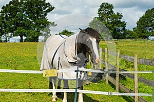 Horse in corral