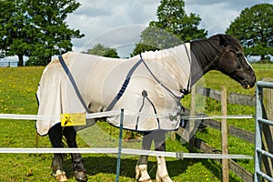 Horse in corral