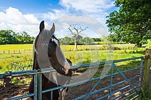 Horse in a corral