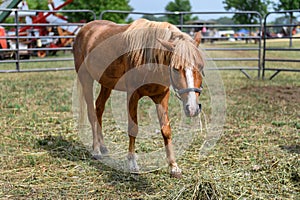 Horse in Corral Chewing on Hay and Straw