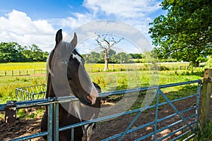 Horse in a corral photo