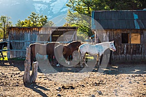 Horse corral in patagonia argentina