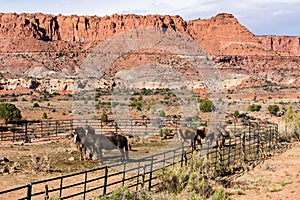 Horse corrals at the entrance to Capitol Reef National Park