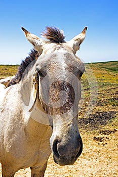 Horse in the countryside