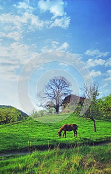 Horse in countryside scene