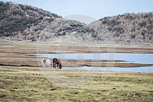 horse couple drink water at pond in Kusasenri pairie, mount Aso