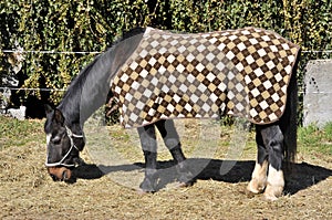 Horse with cover