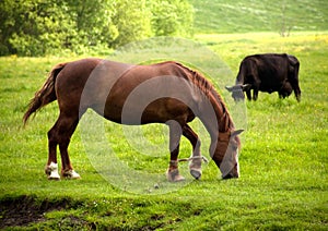 Horse and cow