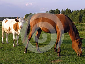 Horse and cow