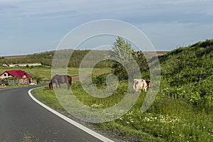Horse and cow at the edge of a road