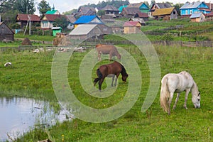 Horse and cow graze in a meadow near the village