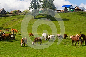 Horse and cow graze in a meadow near the village