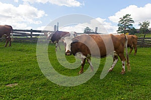 Horse and cow graze in a meadow near the village