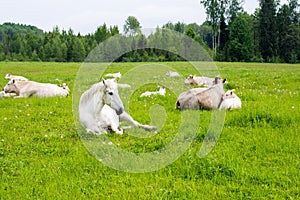 Horse and cow lying on the meadow