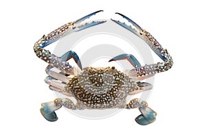 Horse crab on white