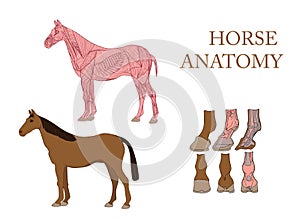 horse, cross-section muscles and hoof