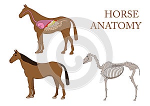 Horse, cross-section and skeleton