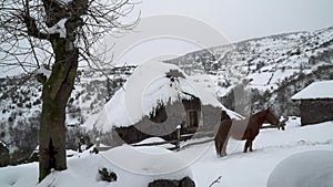 Horse crossing in front of a rural house covered by snow