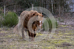 Horse with curls suffering from Equinem Cushing Syndrome, ECS