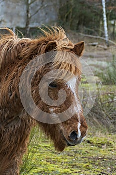 Horse with curls suffering from Equinem Cushing Syndrome, ECS