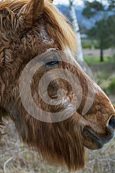 Horse with curls suffering from Equinem Cushing Syndrome, ECS