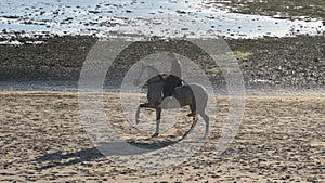 Horse dancing on the shore of the beach