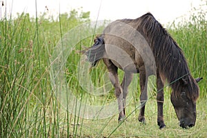 Horse in Danube Delta