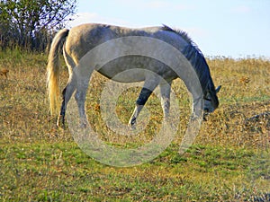 Horse `dapple-gray` in the field. light mane