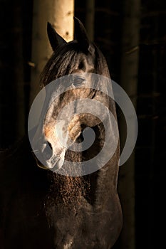 Horse in dark forest. Light and shadow picture