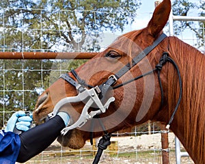 Horse dentist