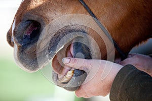 Horse Dentist at work