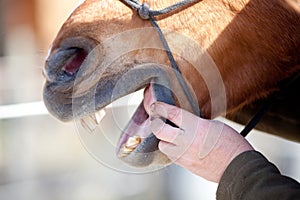 Horse Dentist at work check horse mouth