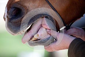 Horse Dentist at work