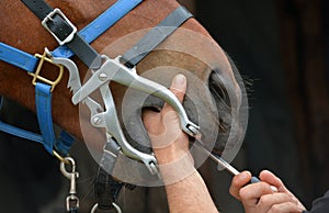 Equine dentist at work