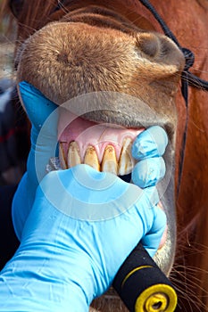 Horse dentistry